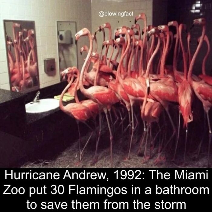 This Instagram Account Shares Fascinating Fun Facts You Probably Didn’t Learn In School, Here Are 50 Of Their Best Posts This Instagram Account Shares Fascinating Fun Facts You Probably Didn’t Learn In School, Here Are 50 Of Their Best Posts