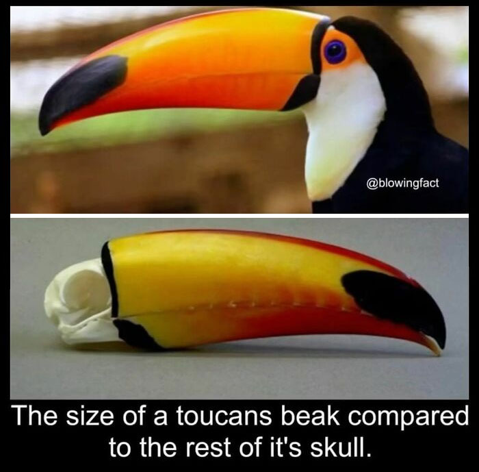 This Instagram Account Shares Fascinating Fun Facts You Probably Didn’t Learn In School, Here Are 50 Of Their Best Posts This Instagram Account Shares Fascinating Fun Facts You Probably Didn’t Learn In School, Here Are 50 Of Their Best Posts