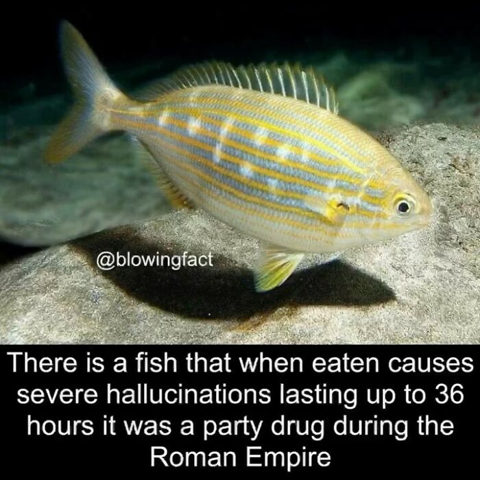 This Instagram Account Shares Fascinating Fun Facts You Probably Didn’t Learn In School, Here Are 50 Of Their Best Posts This Instagram Account Shares Fascinating Fun Facts You Probably Didn’t Learn In School, Here Are 50 Of Their Best Posts