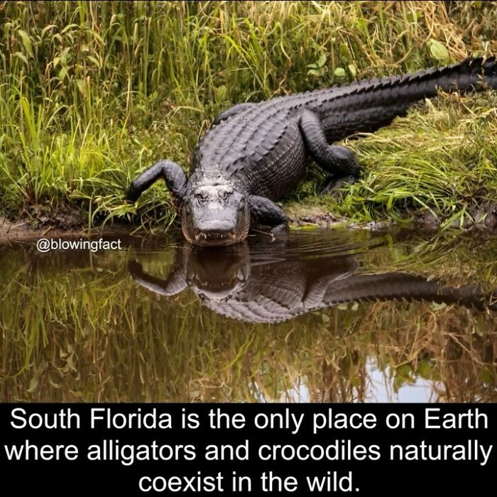 This Instagram Account Shares Fascinating Fun Facts You Probably Didn’t Learn In School, Here Are 50 Of Their Best Posts This Instagram Account Shares Fascinating Fun Facts You Probably Didn’t Learn In School, Here Are 50 Of Their Best Posts