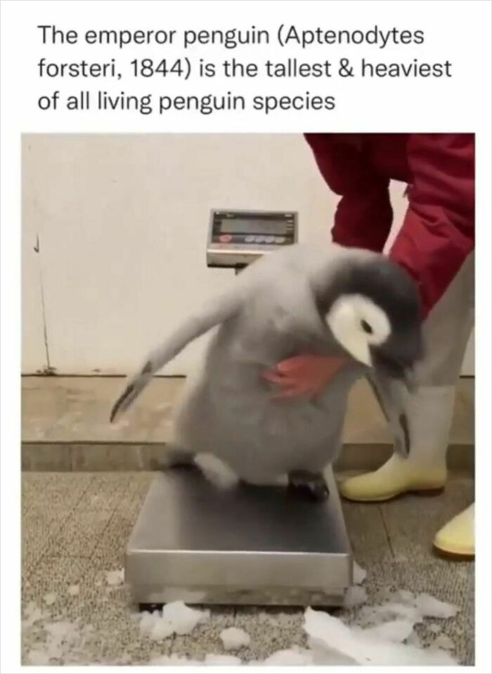 This Instagram Account Shares Fascinating Fun Facts You Probably Didn’t Learn In School, Here Are 50 Of Their Best Posts This Instagram Account Shares Fascinating Fun Facts You Probably Didn’t Learn In School, Here Are 50 Of Their Best Posts