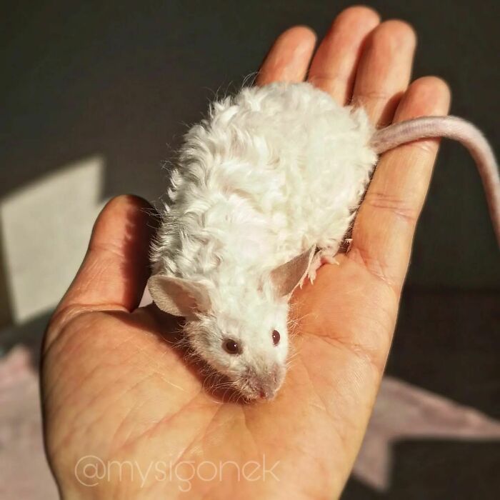 Polish Mouse Breeder Shares 40 Pics Of Their Fancy Mice Polish Mouse Breeder Shares 40 Pics Of Their Fancy Mice