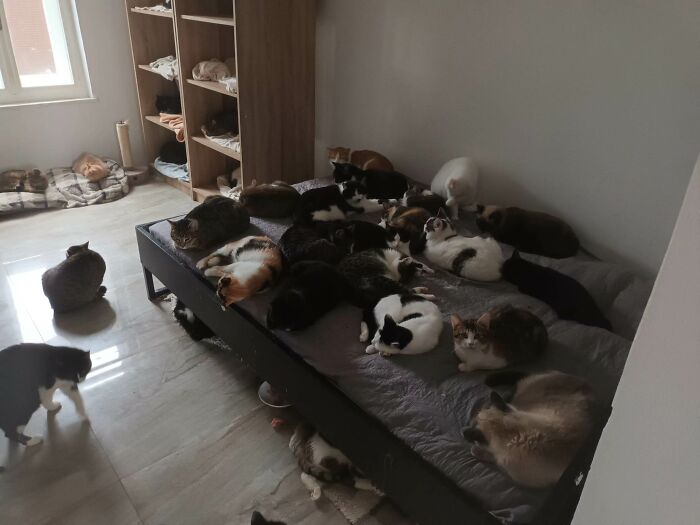 We Are Running Romania’s Largest Cat Shelter With 300+ Cats Who Are In Need Of Help Everyday We Are Running Romania’s Largest Cat Shelter With 300+ Cats Who Are In Need Of Help Everyday