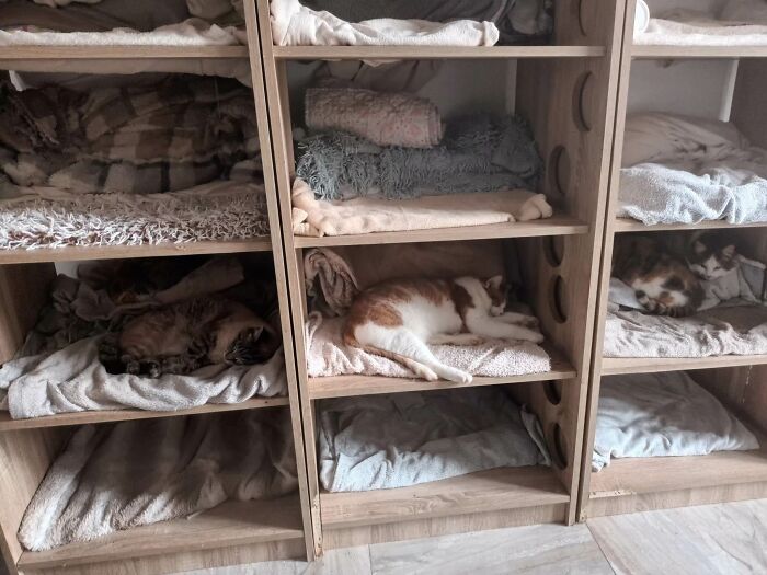 We Are Running Romania’s Largest Cat Shelter With 300+ Cats Who Are In Need Of Help Everyday We Are Running Romania’s Largest Cat Shelter With 300+ Cats Who Are In Need Of Help Everyday