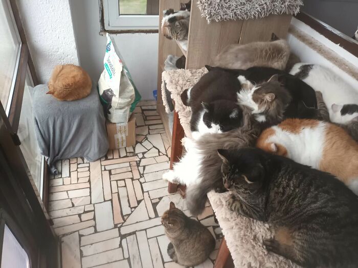 We Are Running Romania’s Largest Cat Shelter With 300+ Cats Who Are In Need Of Help Everyday We Are Running Romania’s Largest Cat Shelter With 300+ Cats Who Are In Need Of Help Everyday