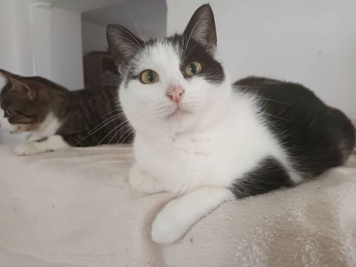 We Are Running Romania’s Largest Cat Shelter With 300+ Cats Who Are In Need Of Help Everyday We Are Running Romania’s Largest Cat Shelter With 300+ Cats Who Are In Need Of Help Everyday