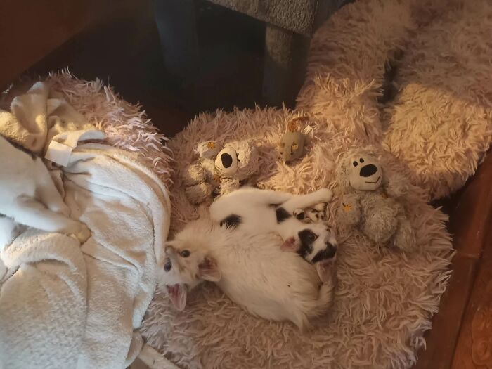 We Are Running Romania’s Largest Cat Shelter With 300+ Cats Who Are In Need Of Help Everyday We Are Running Romania’s Largest Cat Shelter With 300+ Cats Who Are In Need Of Help Everyday