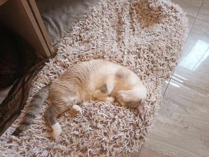 We Are Running Romania’s Largest Cat Shelter With 300+ Cats Who Are In Need Of Help Everyday We Are Running Romania’s Largest Cat Shelter With 300+ Cats Who Are In Need Of Help Everyday