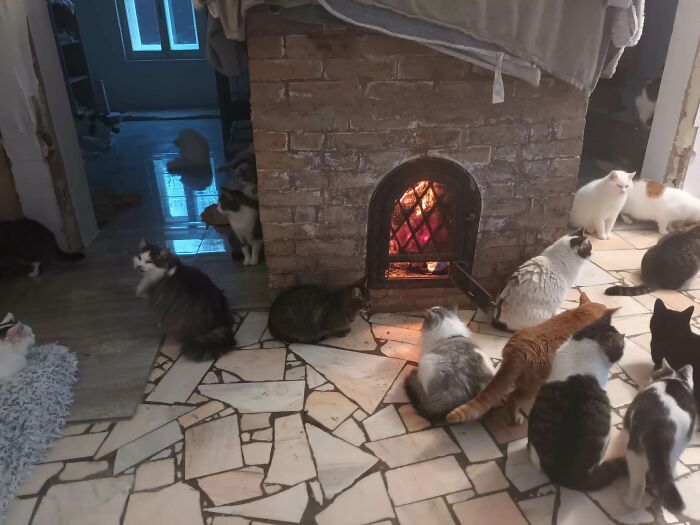 We Are Running Romania’s Largest Cat Shelter With 300+ Cats Who Are In Need Of Help Everyday We Are Running Romania’s Largest Cat Shelter With 300+ Cats Who Are In Need Of Help Everyday