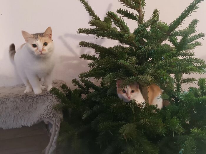 We Are Running Romania’s Largest Cat Shelter With 300+ Cats Who Are In Need Of Help Everyday We Are Running Romania’s Largest Cat Shelter With 300+ Cats Who Are In Need Of Help Everyday