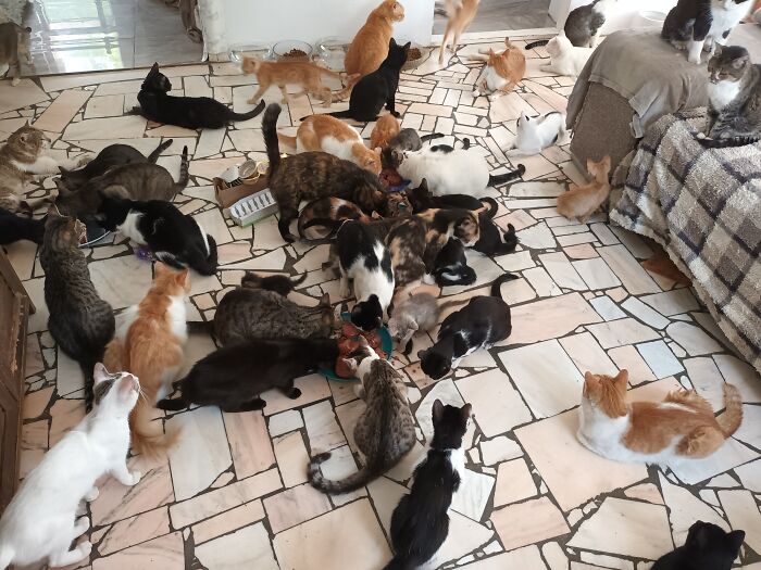 We Are Running Romania’s Largest Cat Shelter With 300+ Cats Who Are In Need Of Help Everyday We Are Running Romania’s Largest Cat Shelter With 300+ Cats Who Are In Need Of Help Everyday