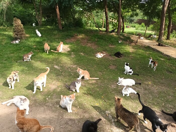 We Are Running Romania’s Largest Cat Shelter With 300+ Cats Who Are In Need Of Help Everyday We Are Running Romania’s Largest Cat Shelter With 300+ Cats Who Are In Need Of Help Everyday