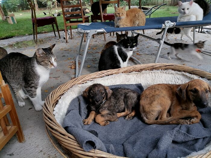 We Are Running Romania’s Largest Cat Shelter With 300+ Cats Who Are In Need Of Help Everyday We Are Running Romania’s Largest Cat Shelter With 300+ Cats Who Are In Need Of Help Everyday