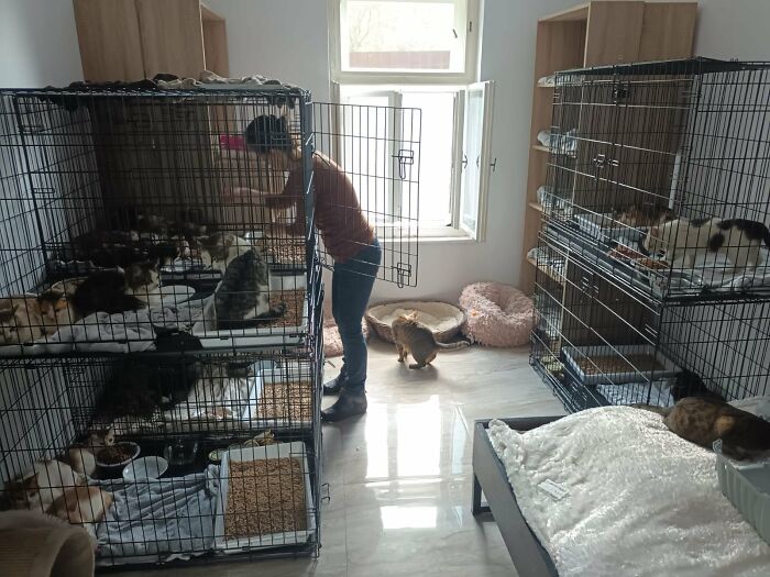 We Are Running Romania’s Largest Cat Shelter With 300+ Cats Who Are In Need Of Help Everyday We Are Running Romania’s Largest Cat Shelter With 300+ Cats Who Are In Need Of Help Everyday