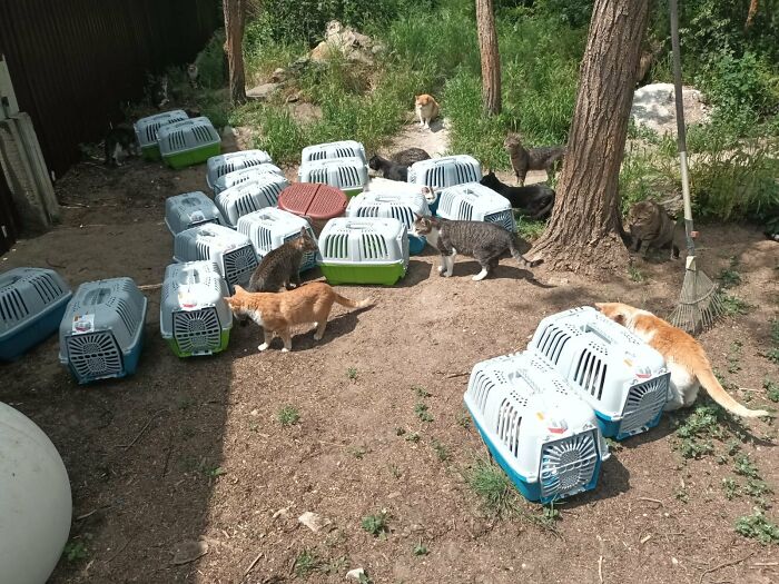 We Are Running Romania’s Largest Cat Shelter With 300+ Cats Who Are In Need Of Help Everyday We Are Running Romania’s Largest Cat Shelter With 300+ Cats Who Are In Need Of Help Everyday