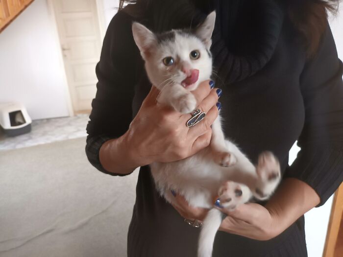 We Are Running Romania’s Largest Cat Shelter With 300+ Cats Who Are In Need Of Help Everyday We Are Running Romania’s Largest Cat Shelter With 300+ Cats Who Are In Need Of Help Everyday