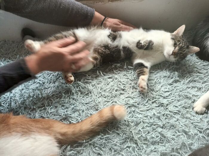 We Are Running Romania’s Largest Cat Shelter With 300+ Cats Who Are In Need Of Help Everyday We Are Running Romania’s Largest Cat Shelter With 300+ Cats Who Are In Need Of Help Everyday