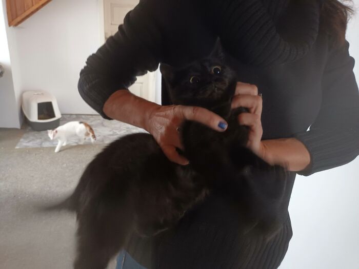 We Are Running Romania’s Largest Cat Shelter With 300+ Cats Who Are In Need Of Help Everyday We Are Running Romania’s Largest Cat Shelter With 300+ Cats Who Are In Need Of Help Everyday