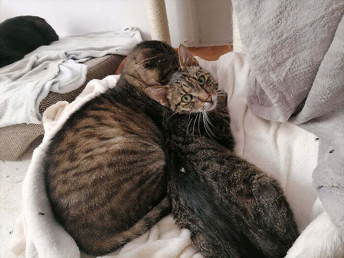 We Are Running Romania’s Largest Cat Shelter With 300+ Cats Who Are In Need Of Help Everyday We Are Running Romania’s Largest Cat Shelter With 300+ Cats Who Are In Need Of Help Everyday