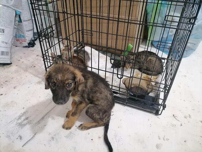 We Are Running Romania’s Largest Cat Shelter With 300+ Cats Who Are In Need Of Help Everyday We Are Running Romania’s Largest Cat Shelter With 300+ Cats Who Are In Need Of Help Everyday