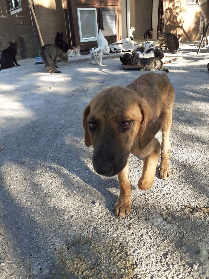 We Are Running Romania’s Largest Cat Shelter With 300+ Cats Who Are In Need Of Help Everyday We Are Running Romania’s Largest Cat Shelter With 300+ Cats Who Are In Need Of Help Everyday