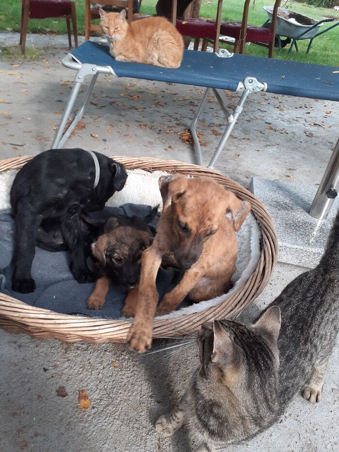 We Are Running Romania’s Largest Cat Shelter With 300+ Cats Who Are In Need Of Help Everyday We Are Running Romania’s Largest Cat Shelter With 300+ Cats Who Are In Need Of Help Everyday