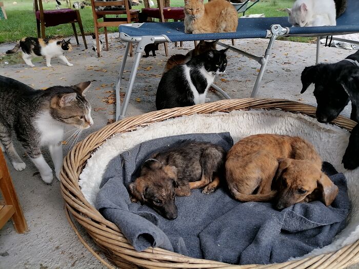 We Are Running Romania’s Largest Cat Shelter With 300+ Cats Who Are In Need Of Help Everyday We Are Running Romania’s Largest Cat Shelter With 300+ Cats Who Are In Need Of Help Everyday