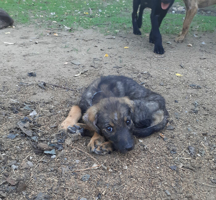 We Are Running Romania’s Largest Cat Shelter With 300+ Cats Who Are In Need Of Help Everyday We Are Running Romania’s Largest Cat Shelter With 300+ Cats Who Are In Need Of Help Everyday