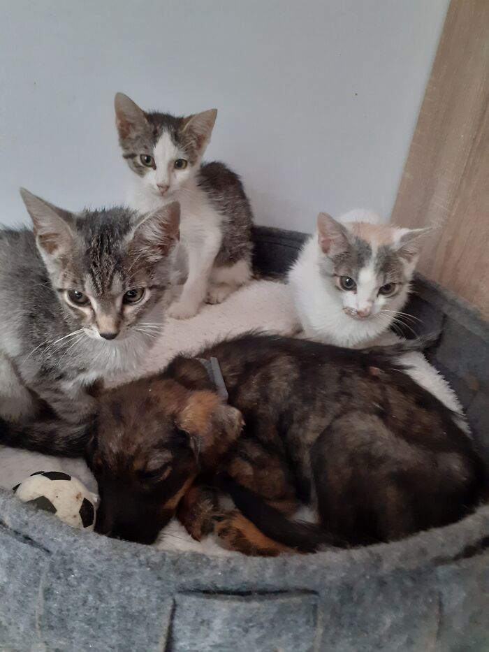 We Are Running Romania’s Largest Cat Shelter With 300+ Cats Who Are In Need Of Help Everyday We Are Running Romania’s Largest Cat Shelter With 300+ Cats Who Are In Need Of Help Everyday
