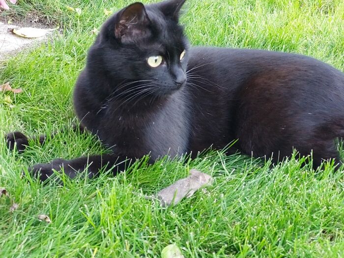 Hey Pandas, Share A Picture Of Your Pet Enjoying Nature (Closed)