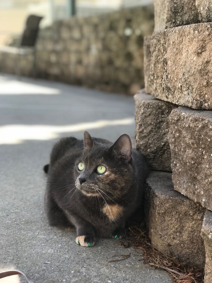 Hey Pandas, Share A Picture Of Your Pet Enjoying Nature (Closed)