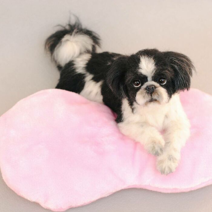 This Artist Creates Such Adorable Animals, It’s Hard To Believe They’re Made Of Wool (23 New Pics) This Artist Creates Such Adorable Animals, It’s Hard To Believe They’re Made Of Wool (23 New Pics)