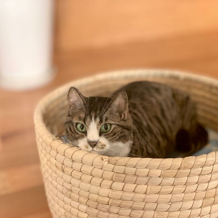 This Artist Creates Such Adorable Animals, It’s Hard To Believe They’re Made Of Wool (23 New Pics) This Artist Creates Such Adorable Animals, It’s Hard To Believe They’re Made Of Wool (23 New Pics)