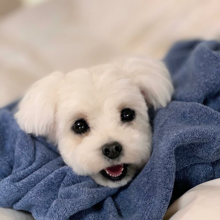 This Artist Creates Such Adorable Animals, It’s Hard To Believe They’re Made Of Wool (23 New Pics) This Artist Creates Such Adorable Animals, It’s Hard To Believe They’re Made Of Wool (23 New Pics)