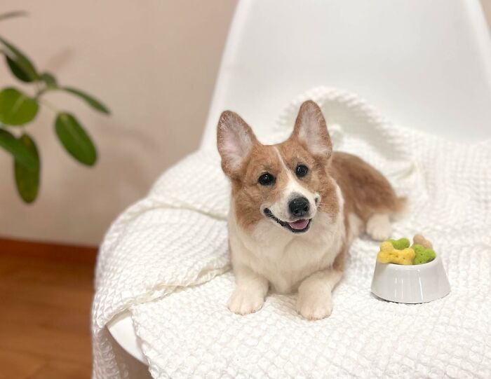 This Artist Creates Such Adorable Animals, It’s Hard To Believe They’re Made Of Wool (23 New Pics) This Artist Creates Such Adorable Animals, It’s Hard To Believe They’re Made Of Wool (23 New Pics)