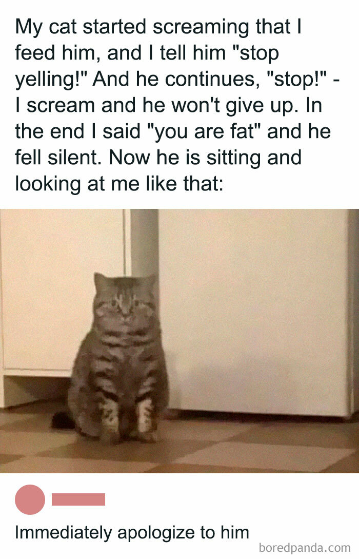 105 Relatable Cat Memes You’ll Probably Wish You Could Tag Your Cat In 105 Relatable Cat Memes You’ll Probably Wish You Could Tag Your Cat In