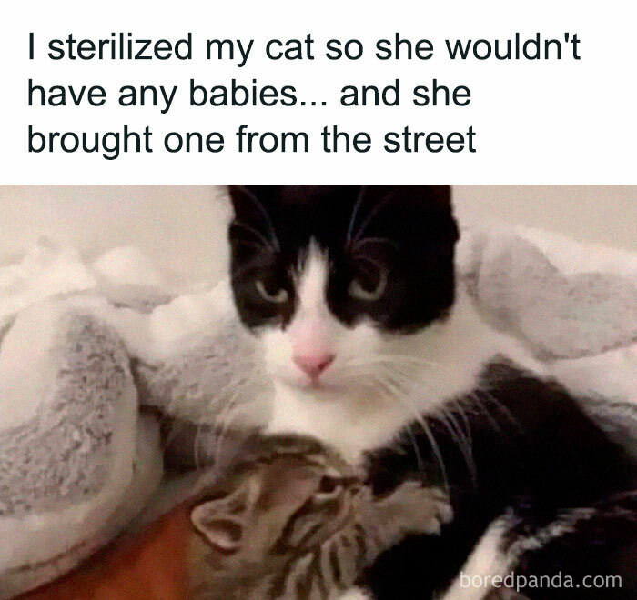 105 Relatable Cat Memes You’ll Probably Wish You Could Tag Your Cat In 105 Relatable Cat Memes You’ll Probably Wish You Could Tag Your Cat In