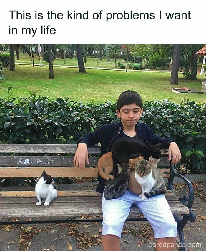 105 Relatable Cat Memes You’ll Probably Wish You Could Tag Your Cat In 105 Relatable Cat Memes You’ll Probably Wish You Could Tag Your Cat In