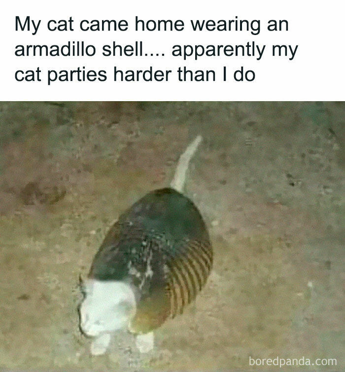 105 Relatable Cat Memes You’ll Probably Wish You Could Tag Your Cat In 105 Relatable Cat Memes You’ll Probably Wish You Could Tag Your Cat In