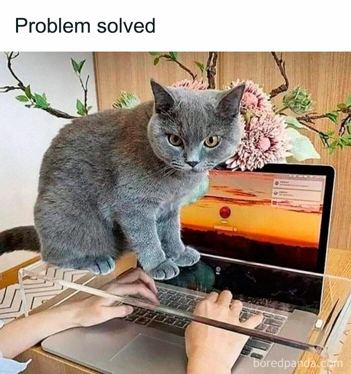 105 Relatable Cat Memes You’ll Probably Wish You Could Tag Your Cat In 105 Relatable Cat Memes You’ll Probably Wish You Could Tag Your Cat In