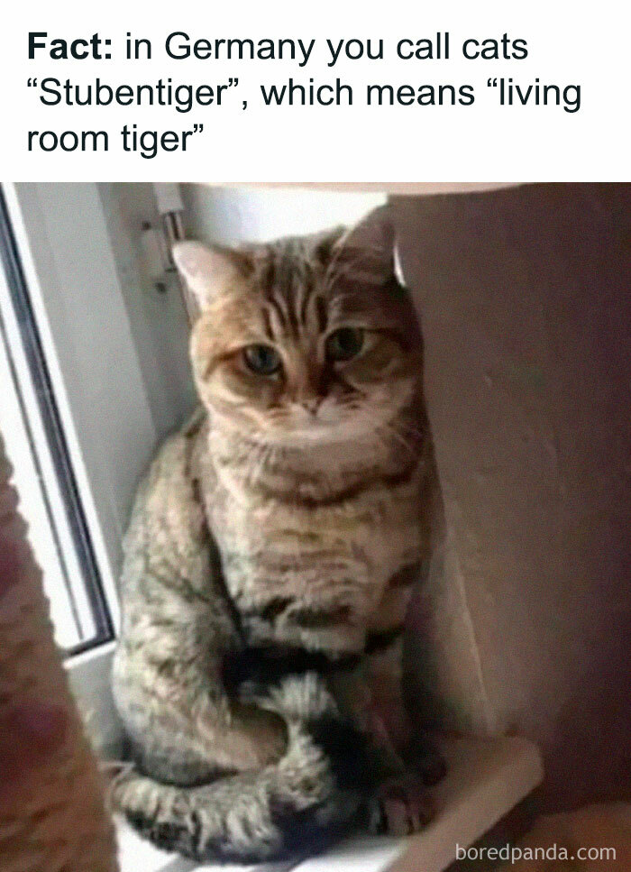 105 Relatable Cat Memes You’ll Probably Wish You Could Tag Your Cat In 105 Relatable Cat Memes You’ll Probably Wish You Could Tag Your Cat In