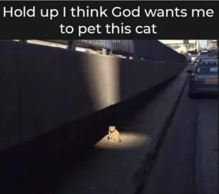 105 Relatable Cat Memes You’ll Probably Wish You Could Tag Your Cat In 105 Relatable Cat Memes You’ll Probably Wish You Could Tag Your Cat In