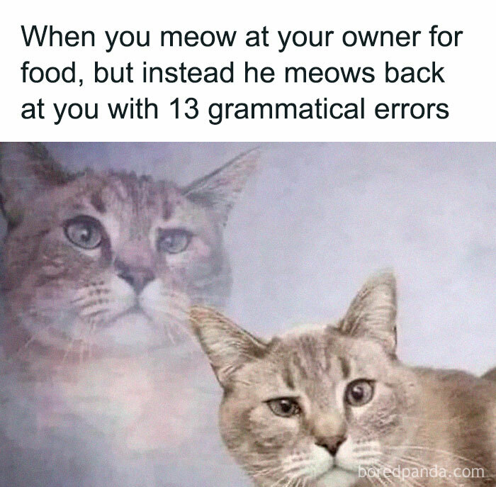 105 Relatable Cat Memes You’ll Probably Wish You Could Tag Your Cat In 105 Relatable Cat Memes You’ll Probably Wish You Could Tag Your Cat In