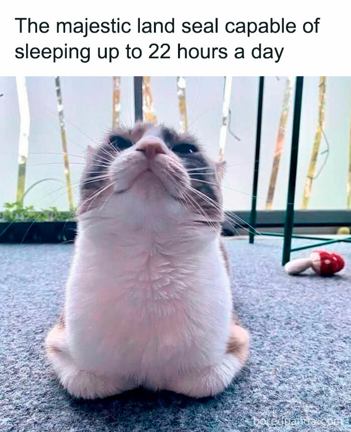 105 Relatable Cat Memes You’ll Probably Wish You Could Tag Your Cat In 105 Relatable Cat Memes You’ll Probably Wish You Could Tag Your Cat In