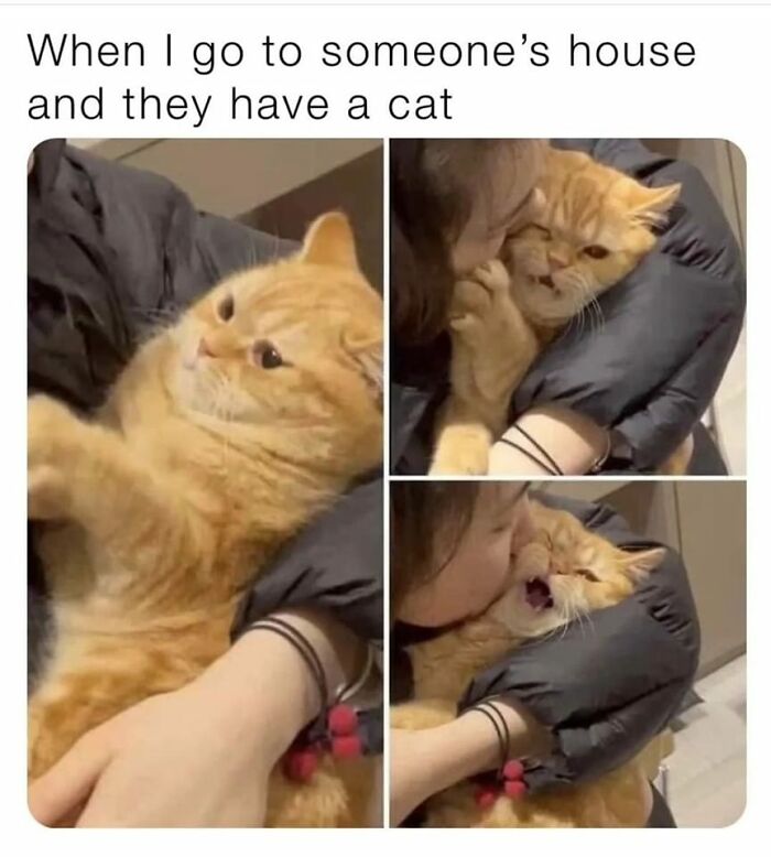105 Relatable Cat Memes You’ll Probably Wish You Could Tag Your Cat In 105 Relatable Cat Memes You’ll Probably Wish You Could Tag Your Cat In