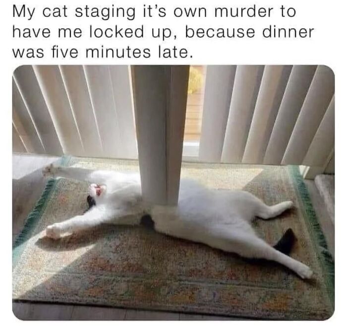 105 Relatable Cat Memes You’ll Probably Wish You Could Tag Your Cat In 105 Relatable Cat Memes You’ll Probably Wish You Could Tag Your Cat In