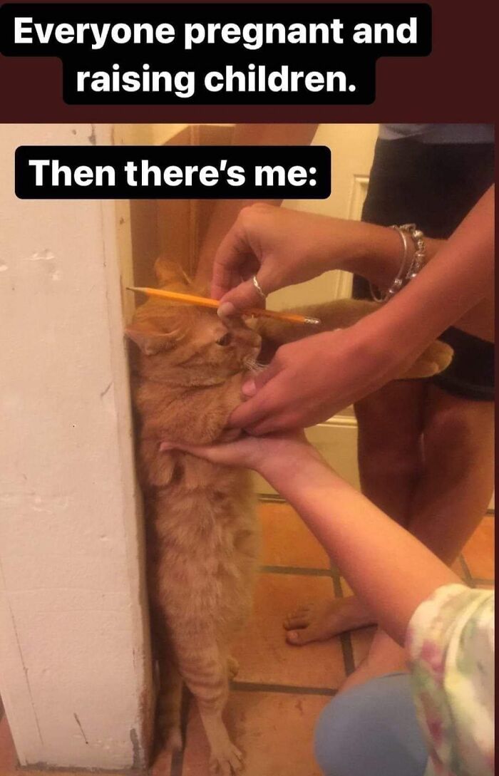 105 Relatable Cat Memes You’ll Probably Wish You Could Tag Your Cat In 105 Relatable Cat Memes You’ll Probably Wish You Could Tag Your Cat In