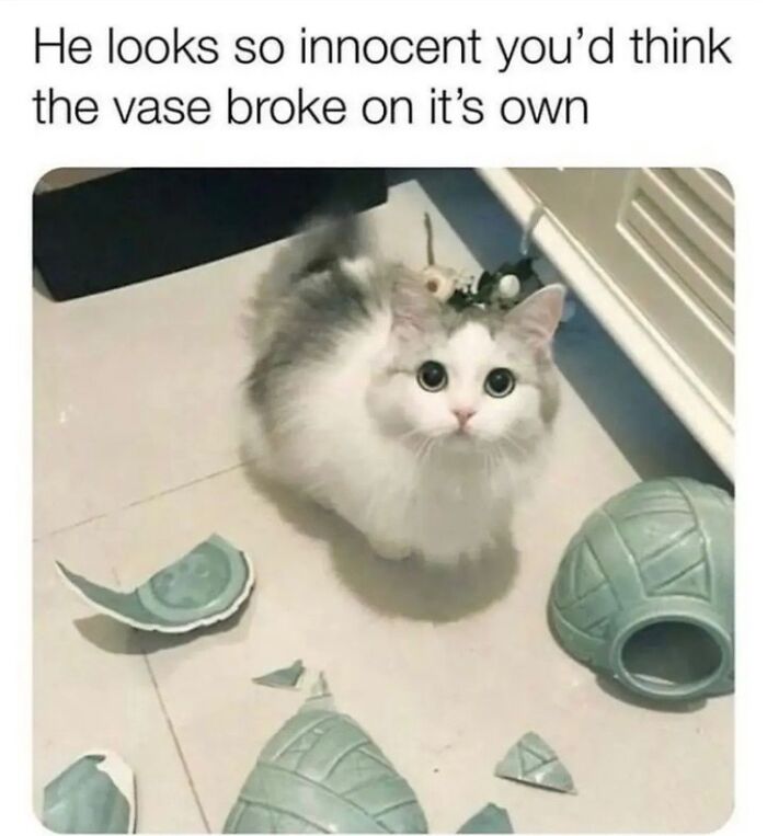 105 Relatable Cat Memes You’ll Probably Wish You Could Tag Your Cat In 105 Relatable Cat Memes You’ll Probably Wish You Could Tag Your Cat In