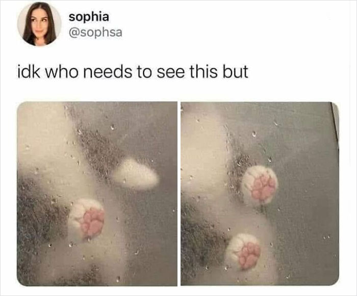 105 Relatable Cat Memes You’ll Probably Wish You Could Tag Your Cat In 105 Relatable Cat Memes You’ll Probably Wish You Could Tag Your Cat In