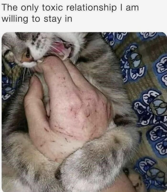 105 Relatable Cat Memes You’ll Probably Wish You Could Tag Your Cat In 105 Relatable Cat Memes You’ll Probably Wish You Could Tag Your Cat In